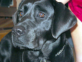 close up picture of black lab