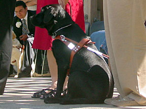 Black lab in harness sitting on  stage during presentation