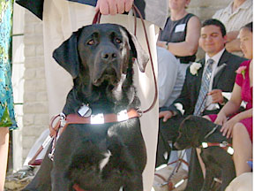 Black lab with white spot on chest sitting in harness looking at camera