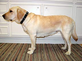 Alda - Guide Dog breeder