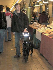 Black lab, Nabors, working at Pike Place Market