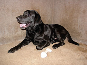 Black lab named Russo is lying down in kennel