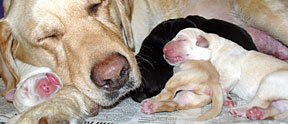 Alda is snuggled close and sleeping with four puppies